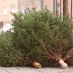 fenyőfa begyűjtés